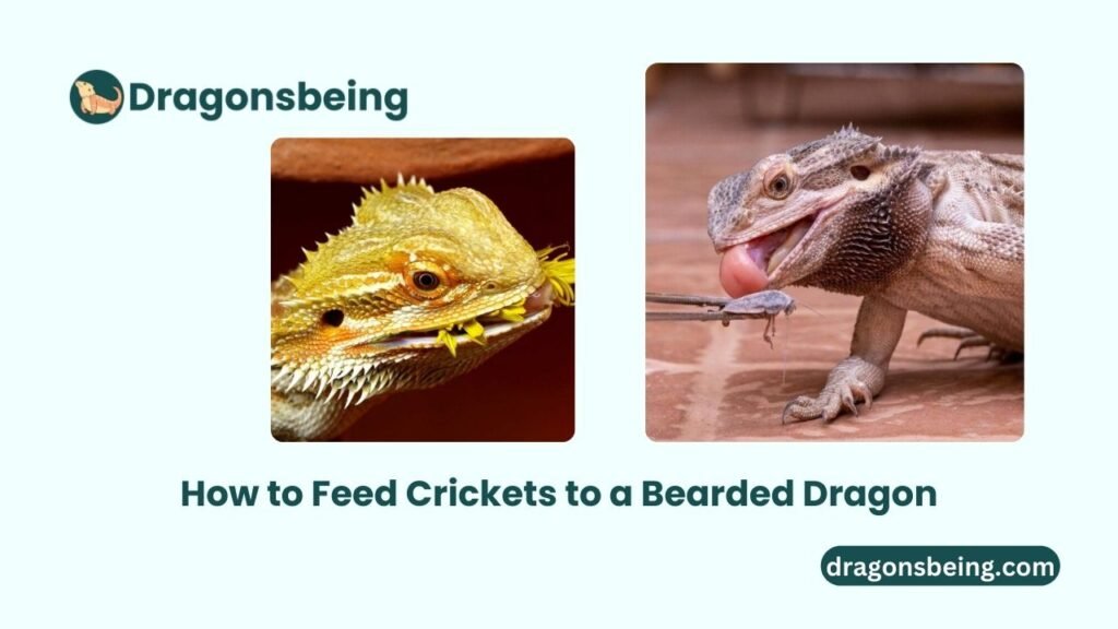 How to Feed Crickets to a Bearded Dragon