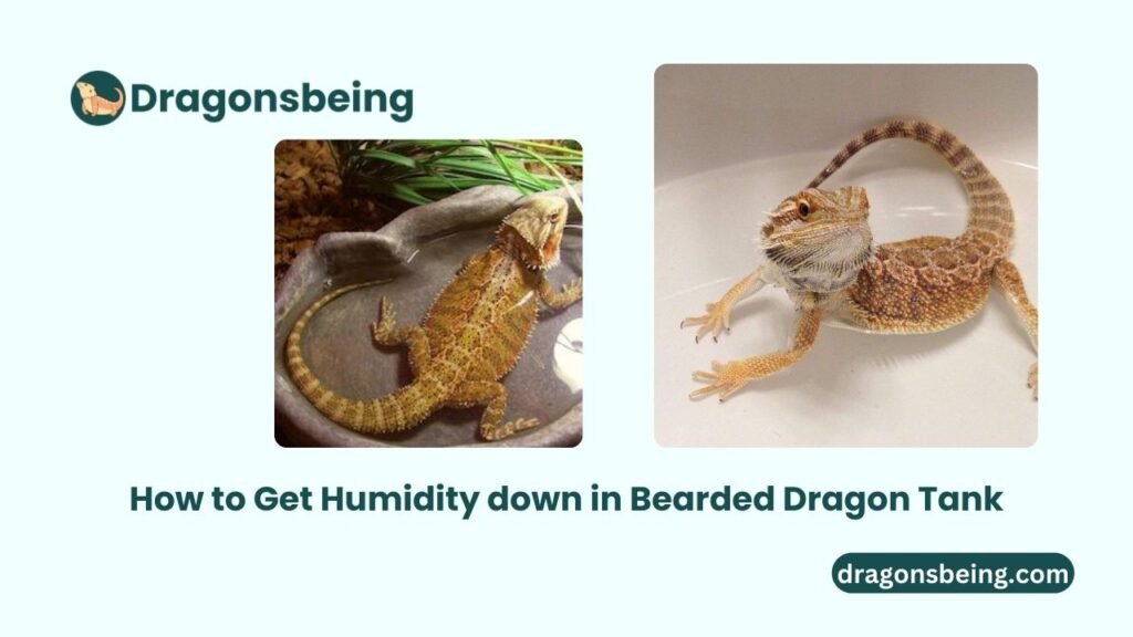 How to Get Humidity down in Bearded Dragon Tank