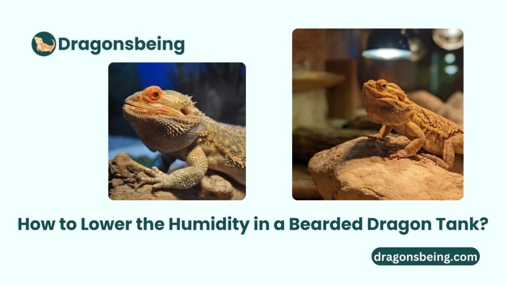 How to Lower the Humidity in a Bearded Dragon Tank?