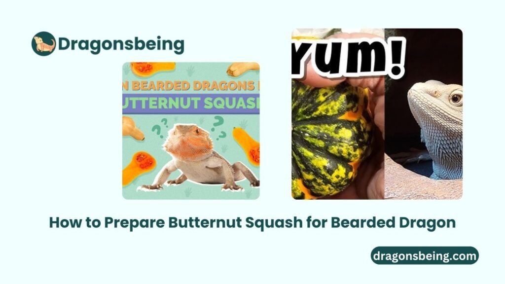 How to Prepare Butternut Squash for Bearded Dragon