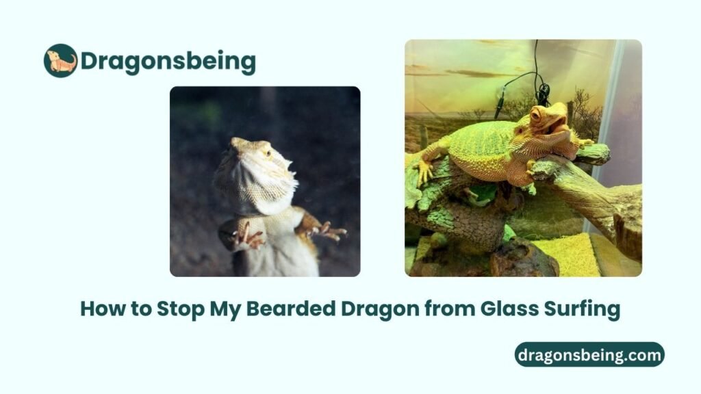 How to Stop My Bearded Dragon from Glass Surfing