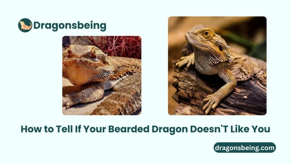 How to Tell If Your Bearded Dragon Doesn'T Like You