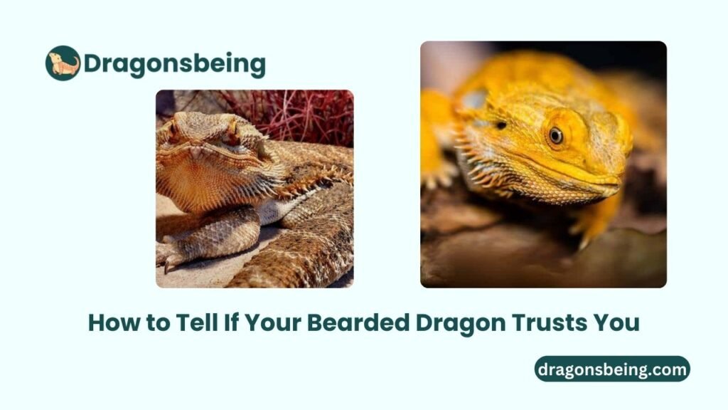 How to Tell If Your Bearded Dragon Trusts You