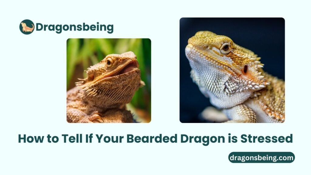 How to Tell If Your Bearded Dragon is Stressed