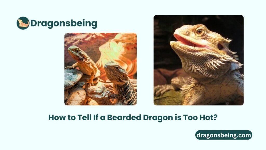 How to Tell If a Bearded Dragon is Too Hot?