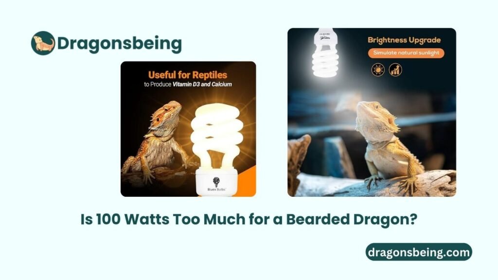 Is 100 Watts Too Much for a Bearded Dragon?