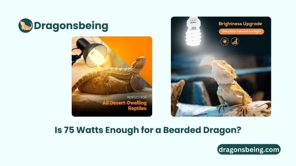 Is 75 Watts Enough for a Bearded Dragon?