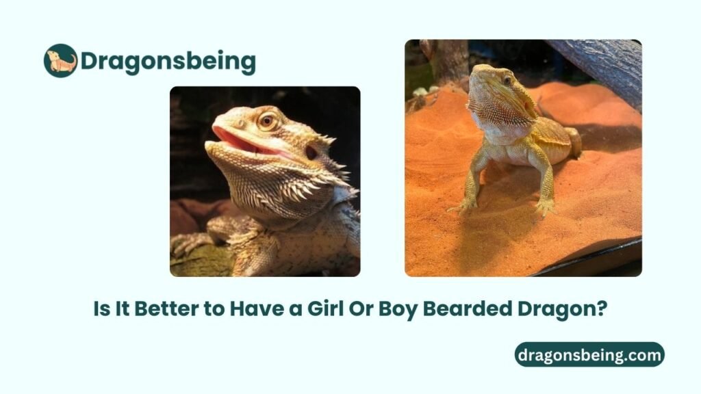 Is It Better to Have a Girl Or Boy Bearded Dragon?