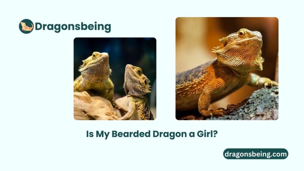 Is My Bearded Dragon a Girl?