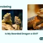 Is My Bearded Dragon a Girl?