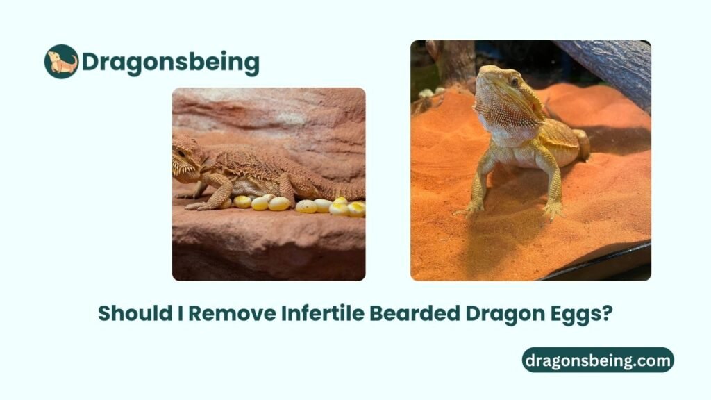 Should I Remove Infertile Bearded Dragon Eggs?