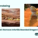 Should I Remove Infertile Bearded Dragon Eggs?