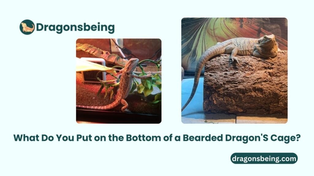 What Do You Put on the Bottom of a Bearded Dragon'S Cage?