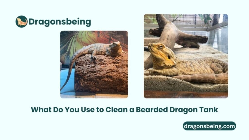 What Do You Use to Clean a Bearded Dragon Tank