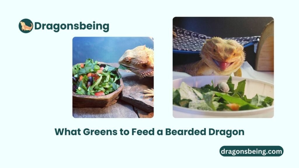 What Greens to Feed a Bearded Dragon