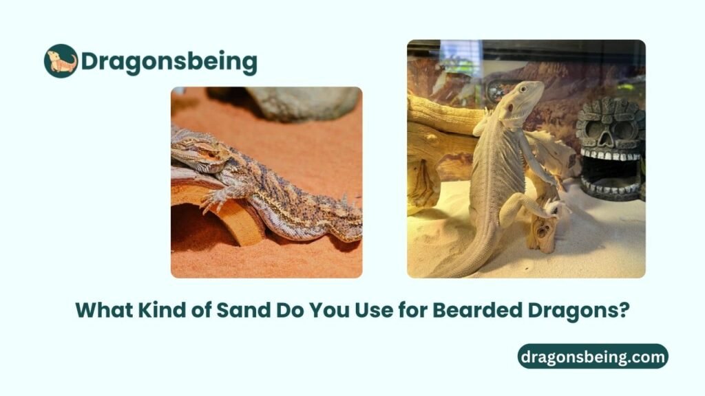 What Kind of Sand Do You Use for Bearded Dragons?