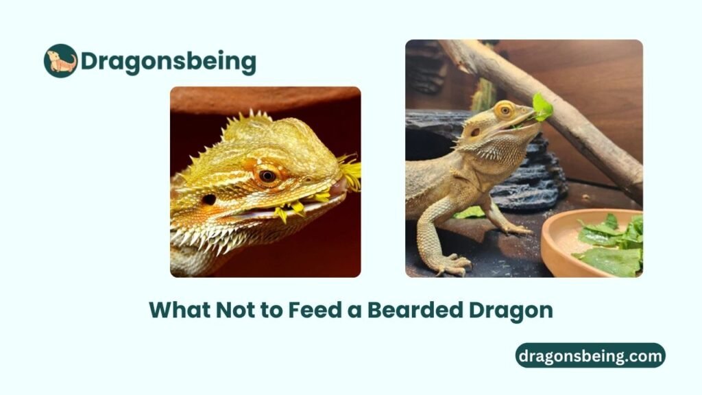 What Not to Feed a Bearded Dragon