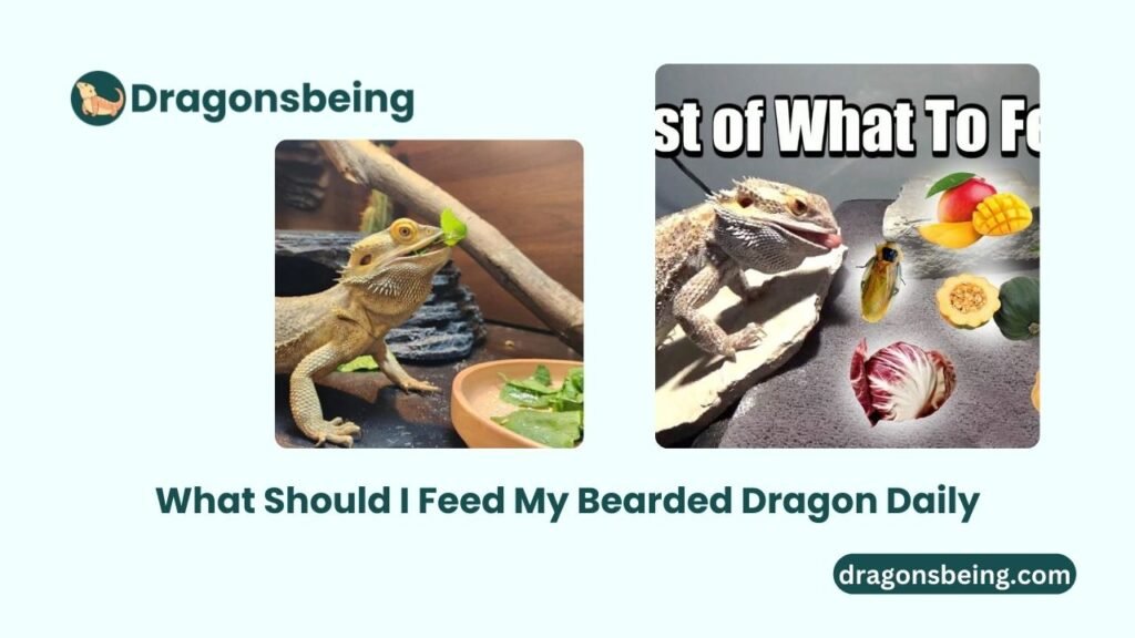 What Should I Feed My Bearded Dragon Daily