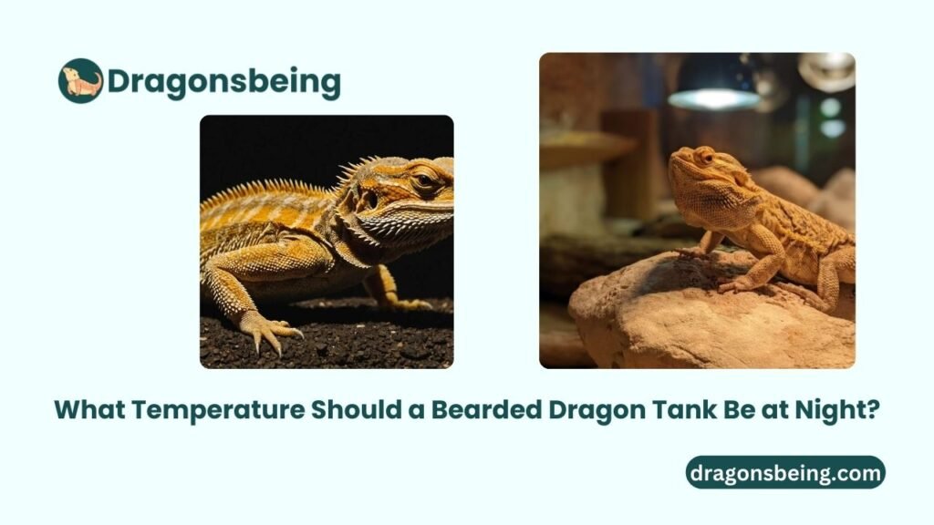 What Temperature Should a Bearded Dragon Tank Be at Night?