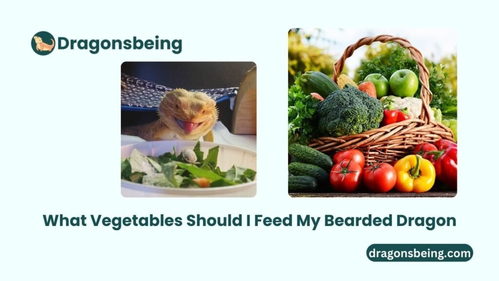 What Vegetables Should I Feed My Bearded Dragon