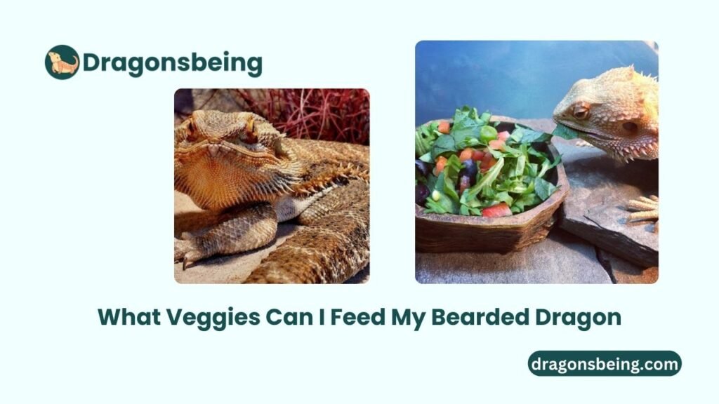 What Veggies Can I Feed My Bearded Dragon