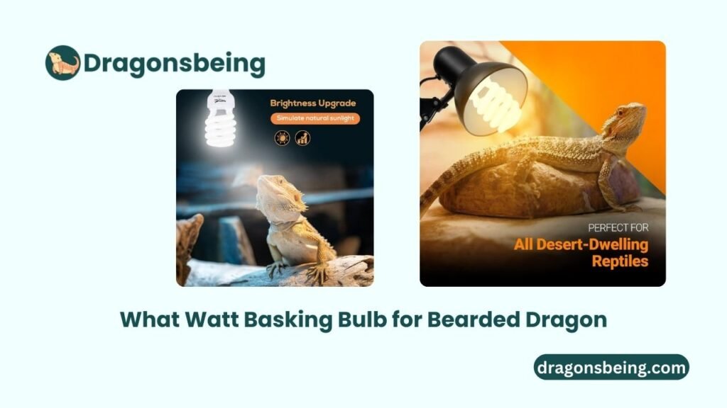 What Watt Basking Bulb for Bearded Dragon