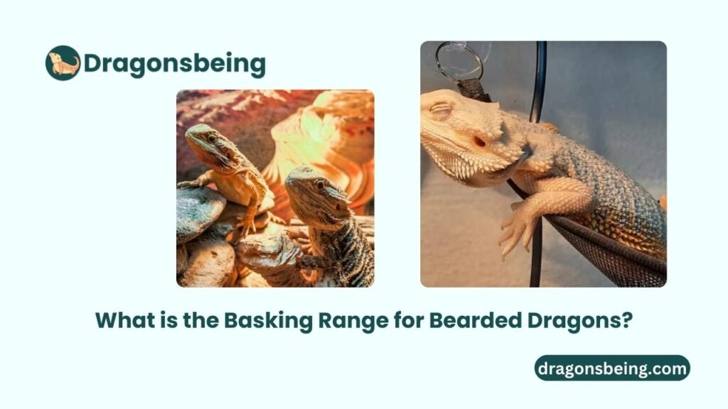 What is the Basking Range for Bearded Dragons?