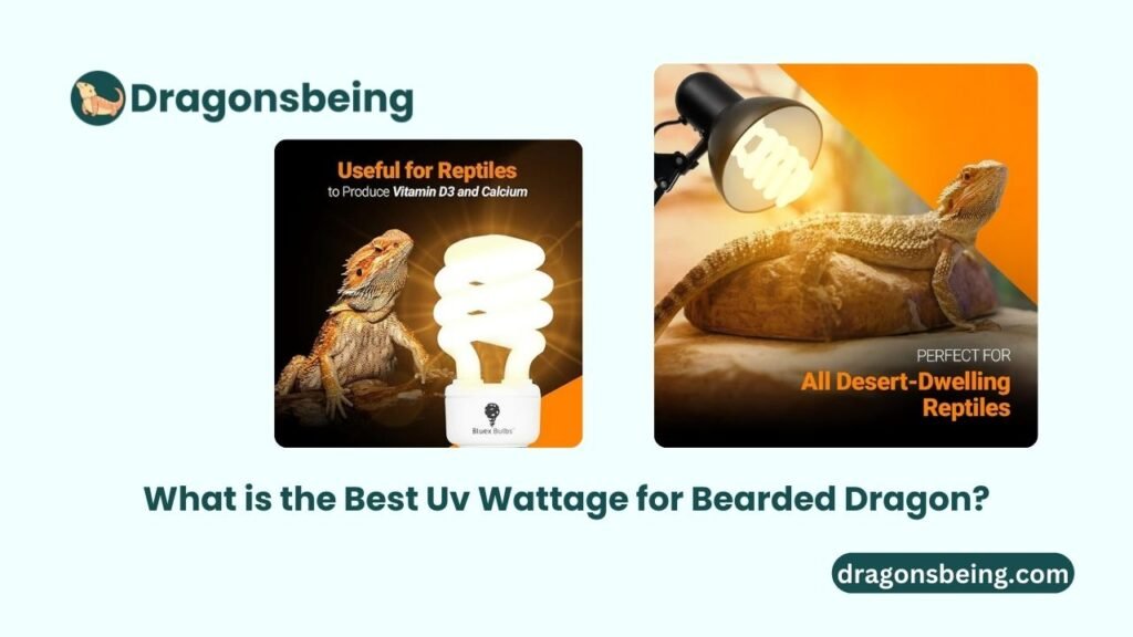 What is the Best Uv Wattage for Bearded Dragon?