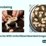 What to Do With Unfertilized Bearded Dragon Eggs