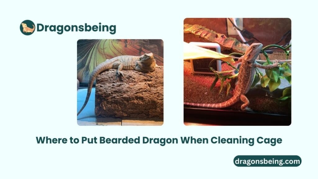 Where to Put Bearded Dragon When Cleaning Cage