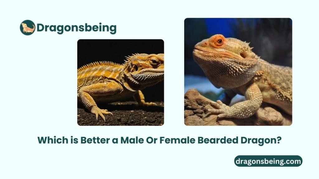 Which is Better a Male Or Female Bearded Dragon?