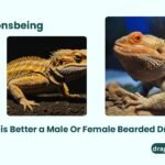 Which is Better a Male Or Female Bearded Dragon?