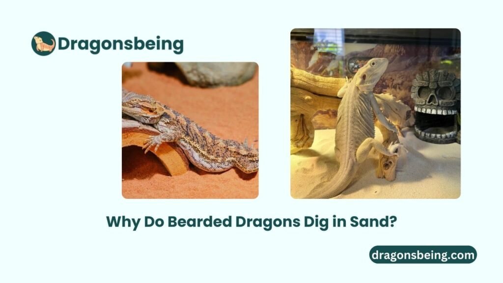 Why Do Bearded Dragons Dig in Sand?