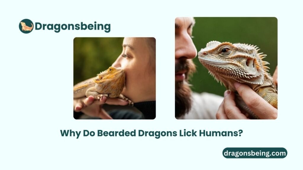 Why Do Bearded Dragons Lick Humans?