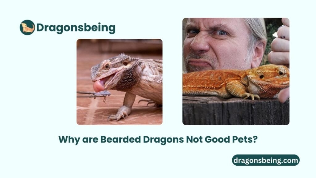 Why are Bearded Dragons Not Good Pets?