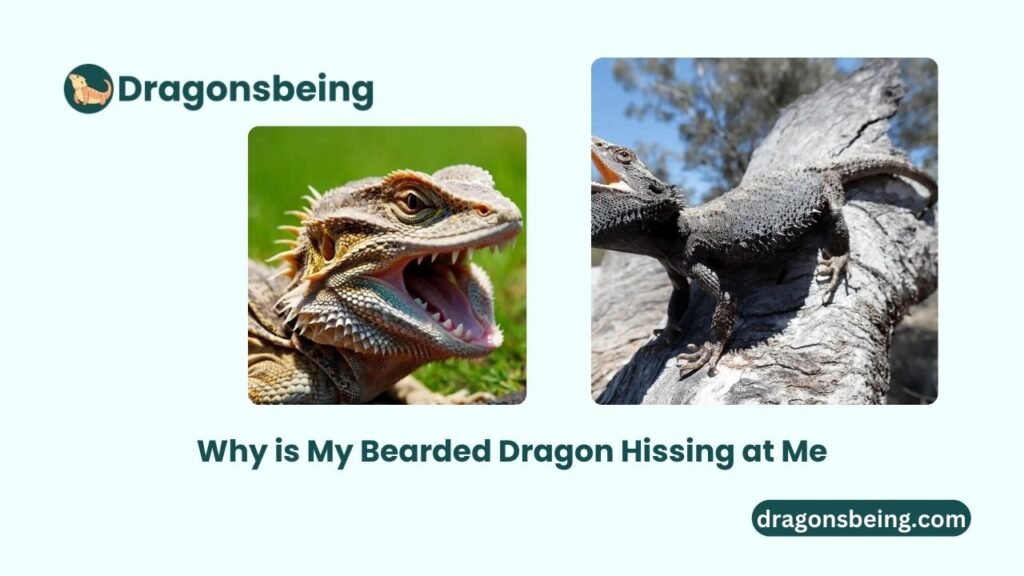 Why is My Bearded Dragon Hissing at Me