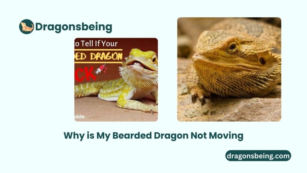 Why is My Bearded Dragon Not Moving