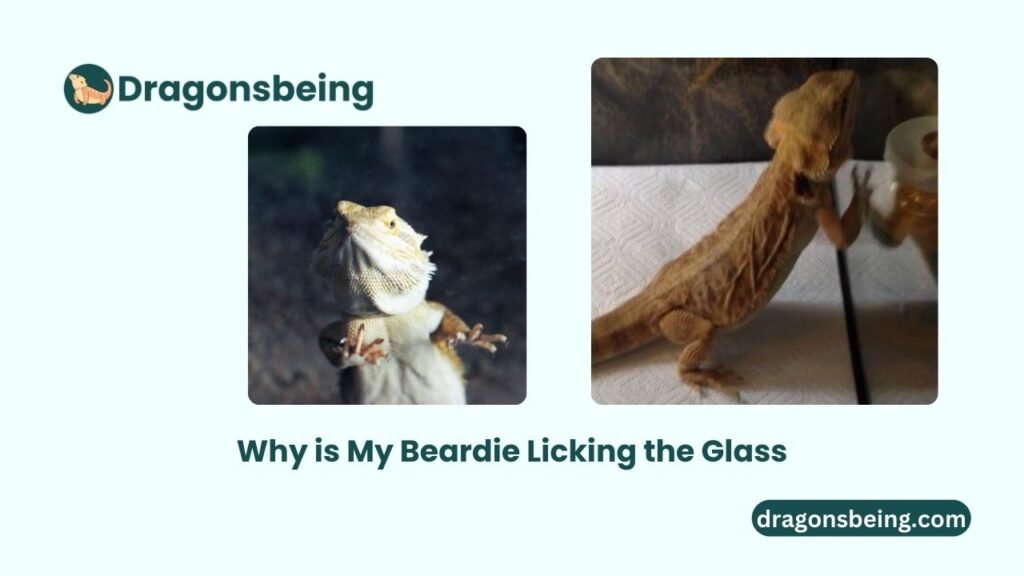 Why is My Beardie Licking the Glass