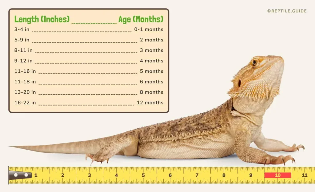 How to Measure a Bearded Dragon